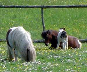 photo La ferme couderc Pailloles 4188