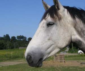 photo Les �curies de baretous Lanne En Baretous 5641