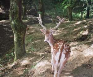 photo Parc animalier etxola Sare 2417