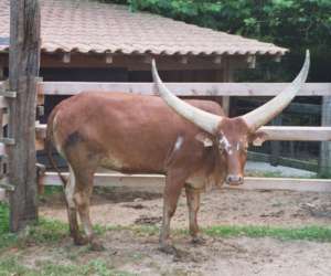 photo Parc animalier etxola Sare 2420