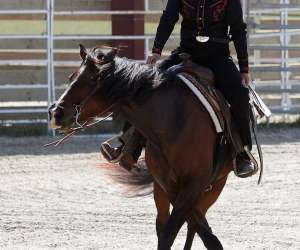 photo L'accalmie quarter horses Grenade Sur L Adour 3947