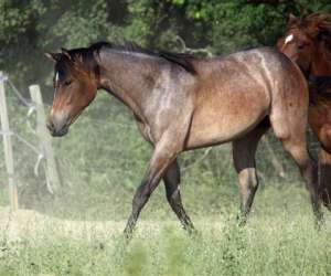 photo L'accalmie quarter horses Grenade Sur L Adour 3948