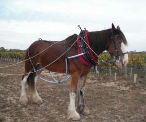 photo Domaine de faugeroux Civrac En Medoc 4430