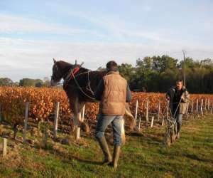 photo Domaine de faugeroux Civrac En Medoc 4432