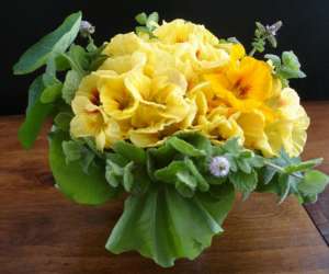 photo Pivoine moi fleuriste Bordeaux 4614