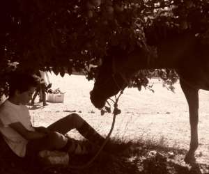 photo Ferme equestre de peylin Riviere Saas Et Gourby 6426