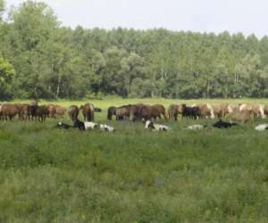photo Ferme equestre de peylin Riviere Saas Et Gourby 6427