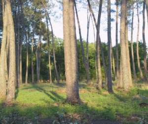 photo Parc r�sidentiel de loisirs randonnee quad en foret Luglon 5770