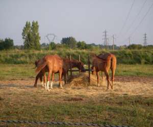 photo Y-d horses pensions Ambares Et Lagrave 8186