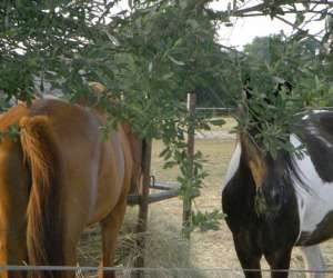 photo Y-d horses pensions Ambares Et Lagrave 8187