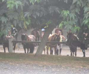 photo Ferme questre de peylin Riviere Saas Et Gourby 8168