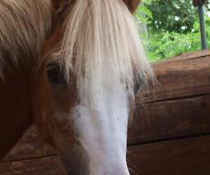 Horse Club De Bordeaux