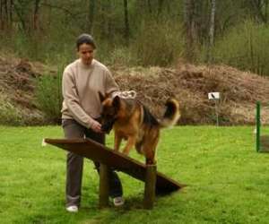 photo Educateur canin comportementaliste landes   Mont De Marsan 9658
