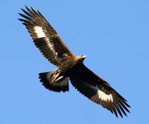 photo Rapaces 