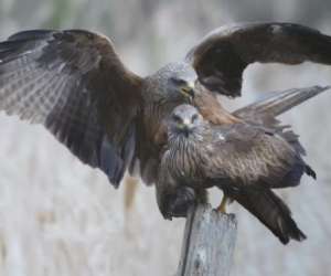 photo Rapaces 