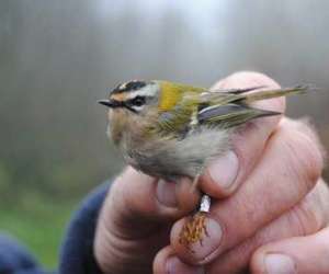 Terres Oiseaux