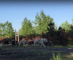 photo Mush gironde balade en chiens de traneau Budos 10465