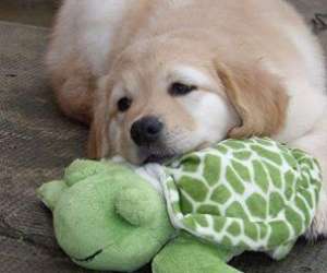 photo Education canine dax - scoubidogservices Dax 10504