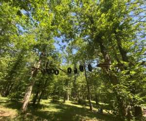 photo Monkeys forest Lacapelle Biron 11123