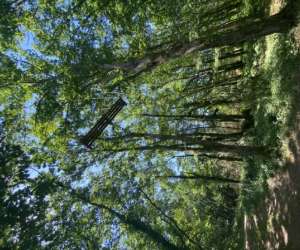 photo Monkeys forest Lacapelle Biron 11124