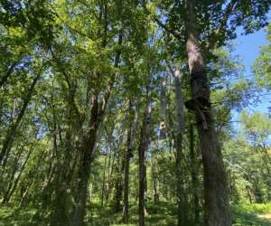 photo Monkeys forest Lacapelle Biron 11125