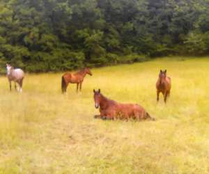 photo Tournon autour du cheval Tournon D Agenais 11804