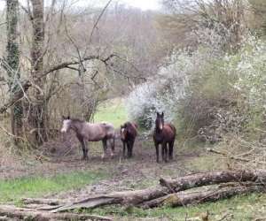 photo Tournon autour du cheval Tournon D Agenais 11810