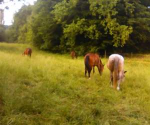 photo Tournon autour du cheval Tournon D Agenais 11811
