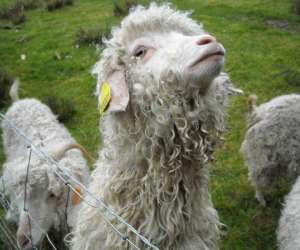 Ferme De La Nature, Ferme Animaliere Pdagogique