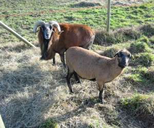 photo Ferme de la nature, ferme animaliere pdagogique Fontenai Les Louvets 2603