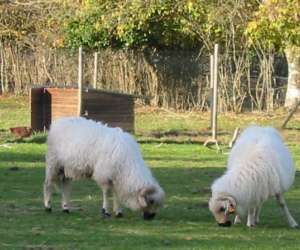 photo Ferme de la nature, ferme animaliere pdagogique Fontenai Les Louvets 2607