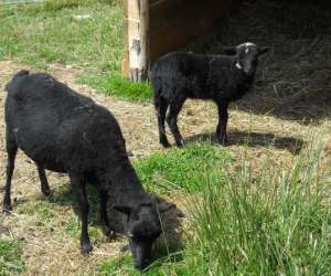 photo Ferme de la nature, ferme animaliere pdagogique Fontenai Les Louvets 2610
