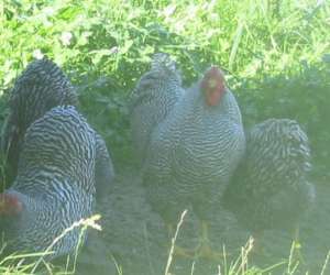 photo Ferme de la nature, ferme animaliere pdagogique Fontenai Les Louvets 2611