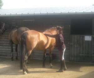 photo Centre equestre deauville-st gatien St Gatien Des Bois 3673