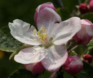 photo Les petits matins bleus -  chambres d'htes de charme  Ste Marguerite De Viette 3396