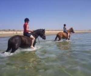 photo Cte chevaux et anes, camping**et gte Bolleville 4414