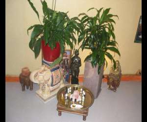 photo Massage aux huilles essentielles Donville Les Bains 4555