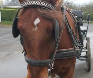 photo Normandie trait Brecey 4716