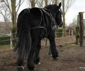 photo Normandie trait Brecey 4717