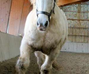 photo Normandie trait Brecey 4718
