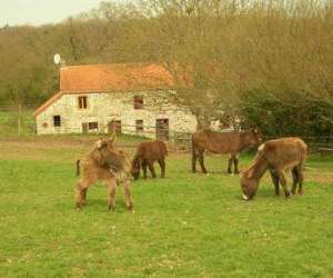 photo Asinerie mlisne Le Bouillon 4721