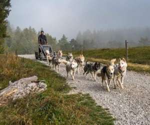 Moment Nordique Activits Chiens De Traneau