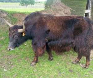 photo Parc animalier St Vougay 5320