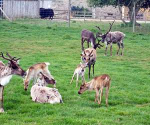 photo Parc animalier St Vougay 5322