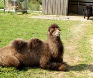 photo Parc animalier St Vougay 5323