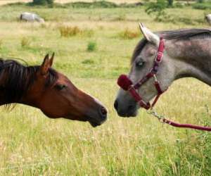 Centre Equestre Magic Poney   Quimper