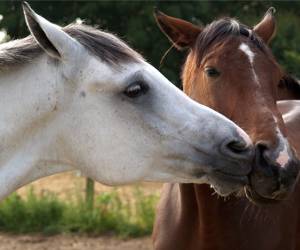 Centre Equestre De Bilaire