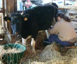 photo Ferme de la trinit Queven 8639