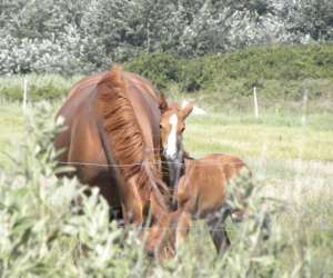 photo Centre equestre de la joie Penmarch 6181