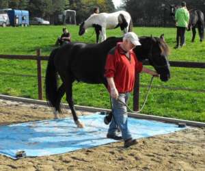 photo Equitation kervalerien St Servais 6707